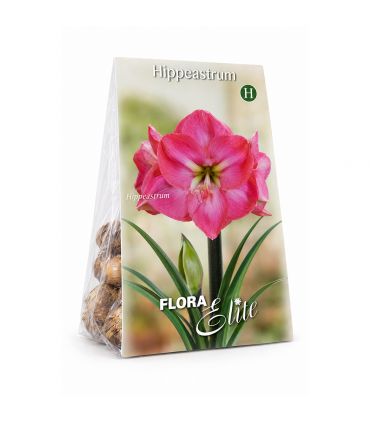 Amaryllis Hippeastrum Sgaravatti 1 bulbe rose, grande floraison décorative idéale en pot et intérieur - 692727