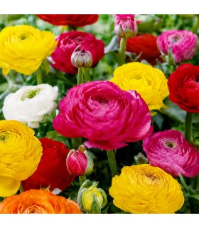 Renoncules Sgaravatti 15 bulbes en mélange, fleurs colorées et généreuses idéales en massif et bouquet - 617448