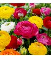 Renoncules Sgaravatti 15 bulbes en mélange, fleurs colorées et généreuses idéales en massif et bouquet - 617448