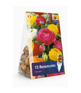 Renoncules Sgaravatti 15 bulbes en mélange, fleurs colorées et généreuses idéales en massif et bouquet - 617448