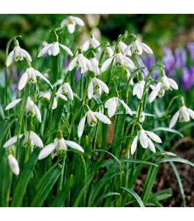 Perce-neige Galanthus Woronowii Sgaravatti 10 bulbes blancs, floraison précoce idéale en bordure et sous-bois - 617421