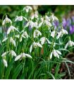 Perce-neige Galanthus Woronowii Sgaravatti 10 bulbes blancs, floraison précoce idéale en bordure et sous-bois - 617421