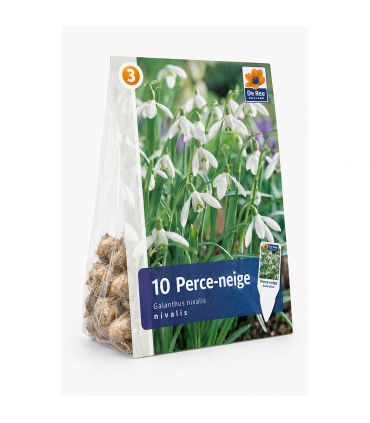 Perce-neige Galanthus Woronowii Sgaravatti 10 bulbes blancs, floraison précoce idéale en bordure et sous-bois - 617421