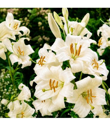 Lis de Saint-Antoine Lilium Candidum Sgaravatti 1 bulbe blanc, grande floraison parfumée idéale en massif - 474606
