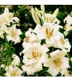 Lis de Saint-Antoine Lilium Candidum Sgaravatti 1 bulbe blanc, grande floraison parfumée idéale en massif - 474606