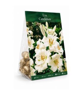 Lis de Saint-Antoine Lilium Candidum Sgaravatti 1 bulbe blanc, grande floraison parfumée idéale en massif - 474606