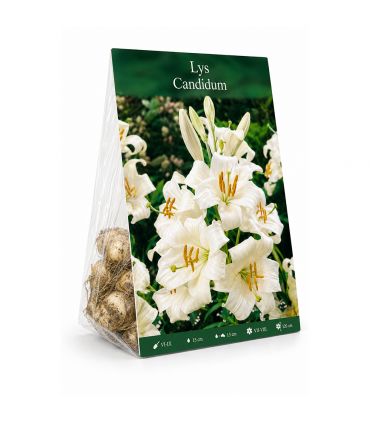 Lis de Saint-Antoine Lilium Candidum Sgaravatti 1 bulbe blanc, grande floraison parfumée idéale en massif - 474606