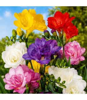 Freesias doubles Sgaravatti 10 bulbes en mélange, fleurs doubles colorées idéales en pot et fleur coupée - 823626