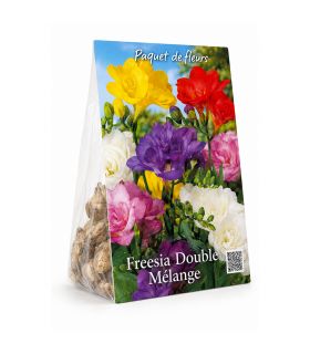 Freesias doubles Sgaravatti 10 bulbes en mélange, fleurs doubles colorées idéales en pot et fleur coupée - 823626