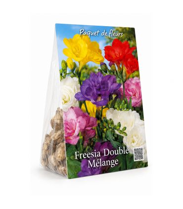 Freesias doubles Sgaravatti 10 bulbes en mélange, fleurs doubles colorées idéales en pot et fleur coupée - 823626