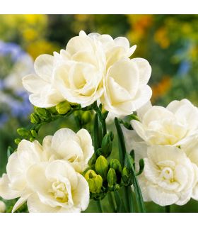 Freesias doubles blancs Sgaravatti 10 bulbes, floraison printanière élégante idéale en massif et bouquet - 802492
