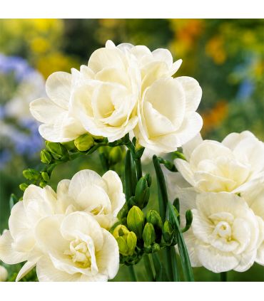 Freesias doubles blancs Sgaravatti 10 bulbes, floraison printanière élégante idéale en massif et bouquet - 802492
