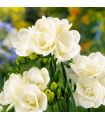 Freesias doubles blancs Sgaravatti 10 bulbes, floraison printanière élégante idéale en massif et bouquet - 802492