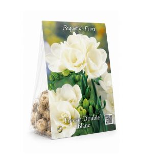 Freesias doubles blancs Sgaravatti 10 bulbes, floraison printanière élégante idéale en massif et bouquet - 802492