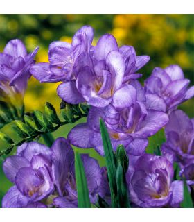 Freesias doubles bleus Sgaravatti 10 bulbes, floraison printanière colorée idéale en pot et bouquet - 802461