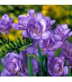 Freesias doubles bleus Sgaravatti 10 bulbes, floraison printanière colorée idéale en pot et bouquet - 802461