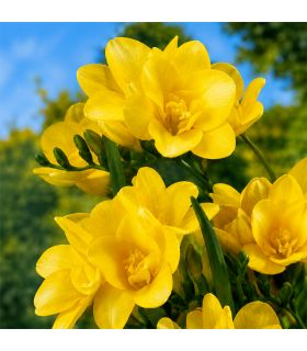 Freesias doubles jaunes Sgaravatti 10 bulbes, floraison lumineuse au printemps pour massifs et bouquets - 802508