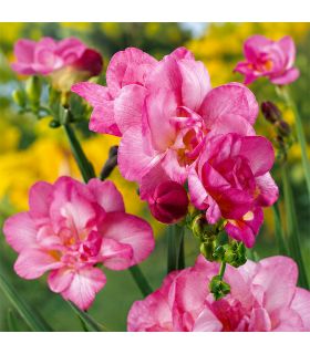 Freesias doubles roses Sgaravatti 10 bulbes, floraison printanière décorative idéale en pot et bouquet - 802478