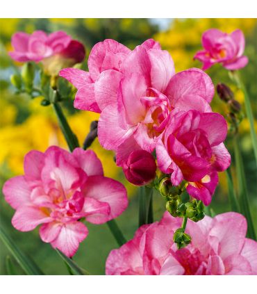 Freesias doubles roses Sgaravatti 10 bulbes, floraison printanière décorative idéale en pot et bouquet - 802478