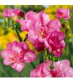 Freesias doubles roses Sgaravatti 10 bulbes, floraison printanière décorative idéale en pot et bouquet - 802478