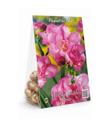 Freesias doubles roses Sgaravatti 10 bulbes, floraison printanière décorative idéale en pot et bouquet - 802478