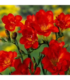 Freesias doubles rouges Sgaravatti 10 bulbes, floraison printanière vive idéale en massif et fleur coupée - 802485
