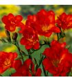 Freesias doubles rouges Sgaravatti 10 bulbes, floraison printanière vive idéale en massif et fleur coupée - 802485