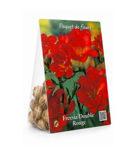 Freesias doubles rouges Sgaravatti 10 bulbes, floraison printanière vive idéale en massif et fleur coupée - 802485