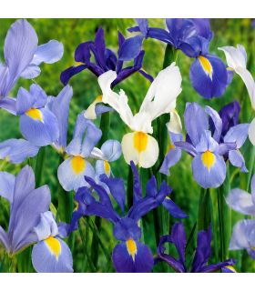 Iris Hollandica Sgaravatti 20 bulbes en mélange, floraison printanière idéale en massif, pot et bouquet - 617434