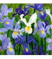 Iris Hollandica Sgaravatti 20 bulbes en mélange, floraison printanière idéale en massif, pot et bouquet - 617434