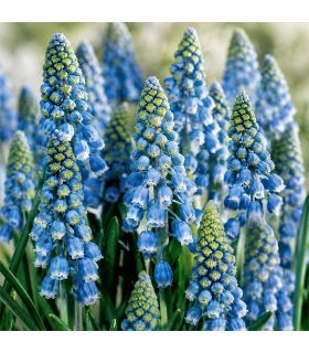 Muscari Armeniacum Sgaravatti 30 bulbes bleus, floraison printanière compacte idéale en bordure et massif - 617444