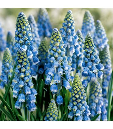 Muscari Armeniacum Sgaravatti 30 bulbes bleus, floraison printanière compacte idéale en bordure et massif - 617444