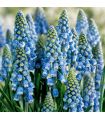 Muscari Armeniacum Sgaravatti 30 bulbes bleus, floraison printanière compacte idéale en bordure et massif - 617444
