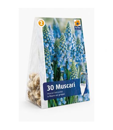 Muscari Armeniacum Sgaravatti 30 bulbes bleus, floraison printanière compacte idéale en bordure et massif - 617444