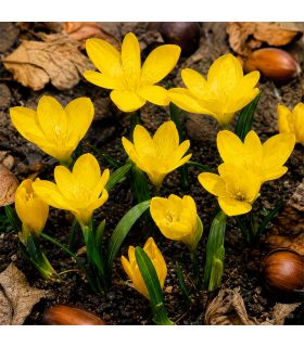 Sternbergia Lutea Sgaravatti 5 bulbes jaunes, floraison automnale lumineuse idéale en massif et rocaille - 690778