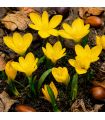 Sternbergia Lutea Sgaravatti 5 bulbes jaunes, floraison automnale lumineuse idéale en massif et rocaille - 690778
