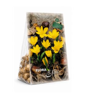 Sternbergia Lutea Sgaravatti 5 bulbes jaunes, floraison automnale lumineuse idéale en massif et rocaille - 690778