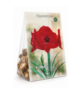 Amaryllis Hippeastrum Sgaravatti 1 bulbe rouge, grande floraison décorative idéale en pot et intérieur - 692796