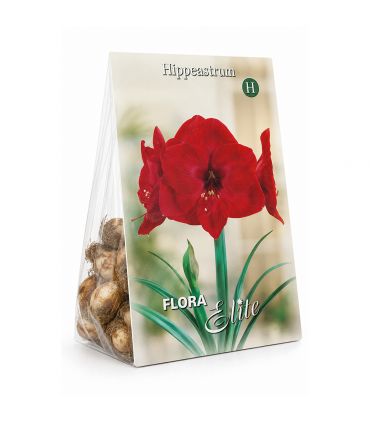 Amaryllis Hippeastrum Sgaravatti 1 bulbe rouge, grande floraison décorative idéale en pot et intérieur - 692796
