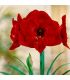Amaryllis Hippeastrum Sgaravatti 1 bulbe rouge, grande floraison décorative idéale en pot et intérieur - 692796