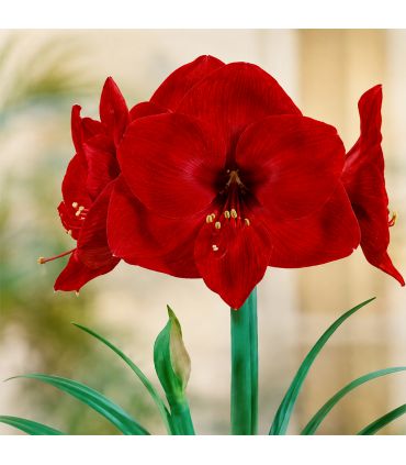 Amaryllis Hippeastrum Sgaravatti 1 bulbe rouge, grande floraison décorative idéale en pot et intérieur - 692796