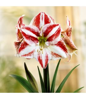 Amaryllis Hippeastrum Sgaravatti 1 bulbe strié, grandes fleurs décoratives pour apporter de la couleur en intérieur - 692932