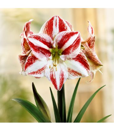 Amaryllis Hippeastrum Sgaravatti 1 bulbe strié, grandes fleurs décoratives pour apporter de la couleur en intérieur - 692932