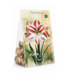 Amaryllis Hippeastrum Sgaravatti 1 bulbe strié, grandes fleurs décoratives pour apporter de la couleur en intérieur - 692932