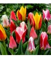 Tulipes botaniques Sgaravatti 6 bulbes en mélange, variété compacte idéale pour bordures et rocailles - 617234