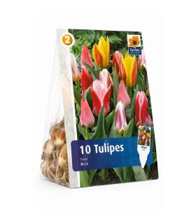 Tulipes botaniques Sgaravatti 6 bulbes en mélange, variété compacte idéale pour bordures et rocailles - 617234
