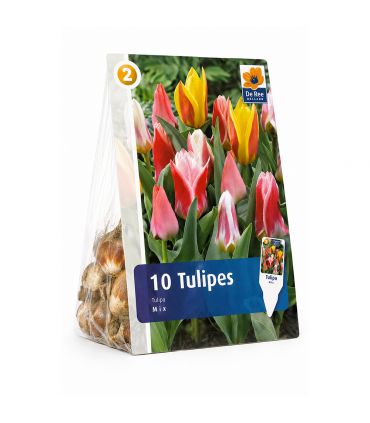 Tulipes botaniques Sgaravatti 6 bulbes en mélange, variété compacte idéale pour bordures et rocailles - 617234