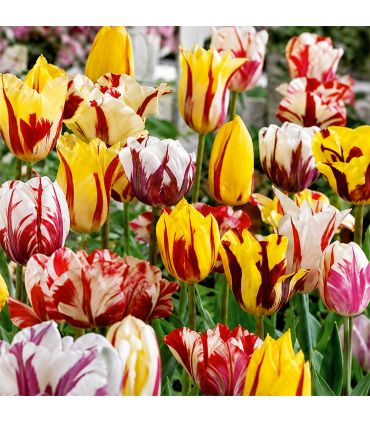 Tulipes Rembrandt Sgaravatti 6 bulbes en mélange, fleurs flammées décoratives pour massifs et bouquets - 617205