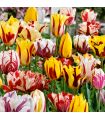 Tulipes Rembrandt Sgaravatti 6 bulbes en mélange, fleurs flammées décoratives pour massifs et bouquets - 617205