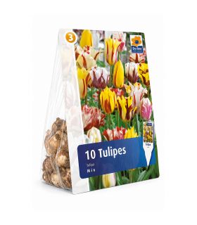 Tulipes Rembrandt Sgaravatti 6 bulbes en mélange, fleurs flammées décoratives pour massifs et bouquets - 617205